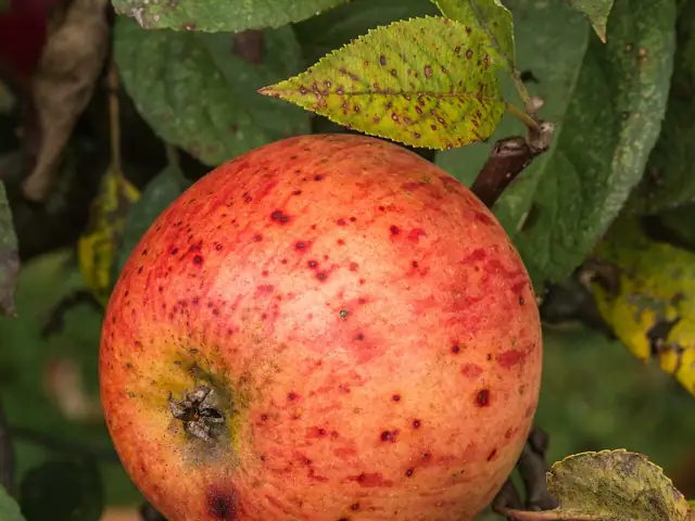 A red apple ripening on the branch among green leaves.