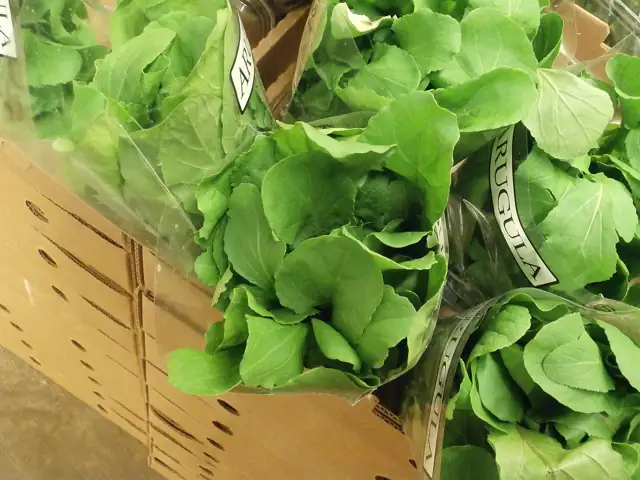Fresh arugula leaves, just picked, in a market box.