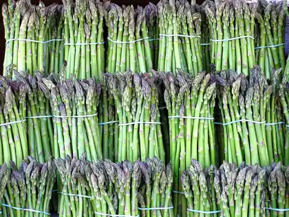 Bundles of green asparagus spears, tied upright.