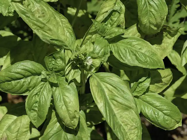 A bushy basil plant with broad, glossy green leaves.