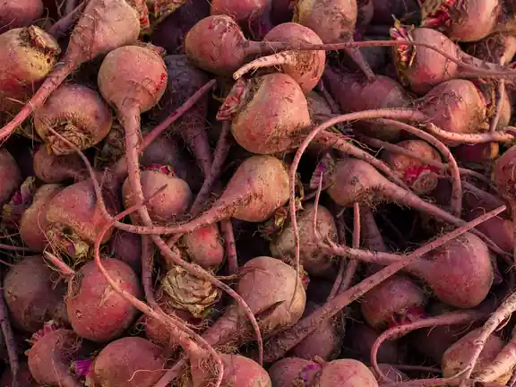 A pile of freshly pulled beets with their thin roots.
