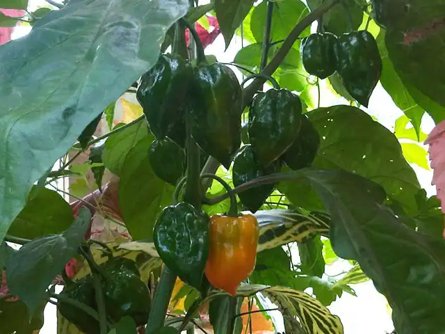 Green and orange sweet peppers ripening on the plant.