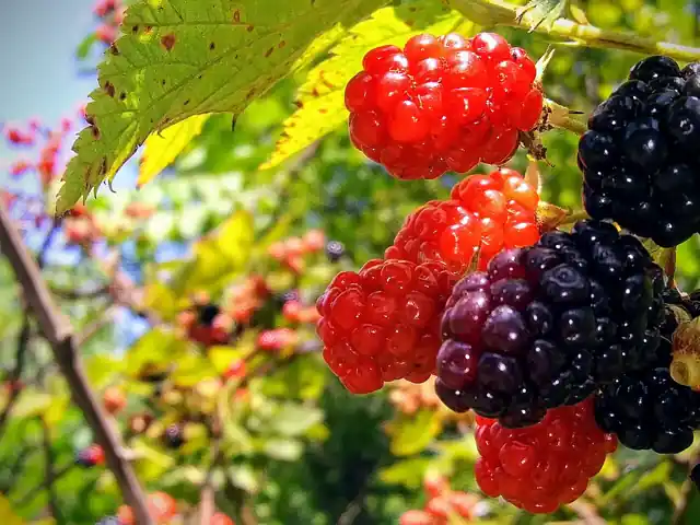 Blackberries on the cane, some ripe and black, some still red.