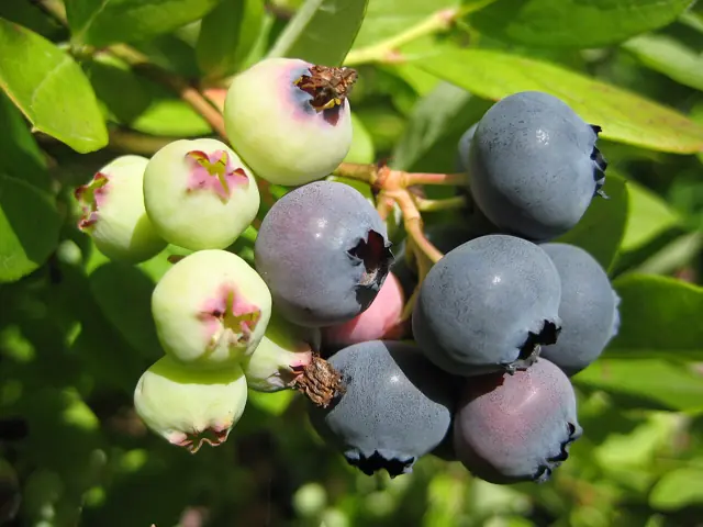 A cluster of blueberries on the bush, ripening from green to blue.