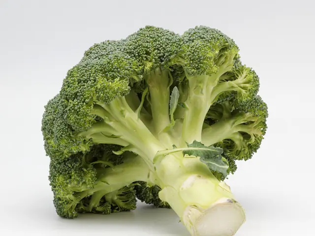 A head of broccoli with its thick green stalk.