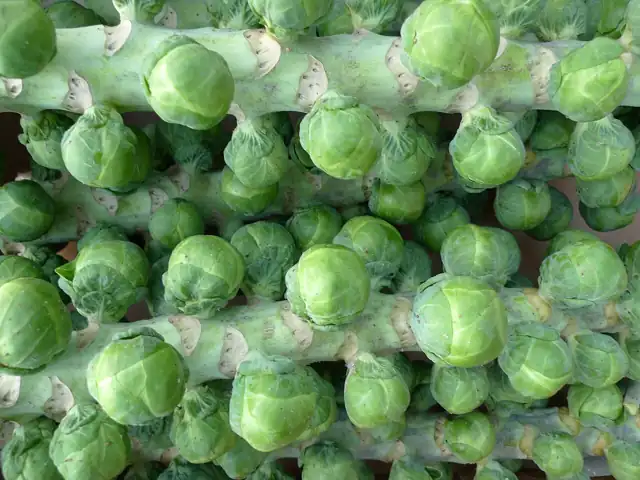 Brussels sprouts growing tightly packed along the stalk.