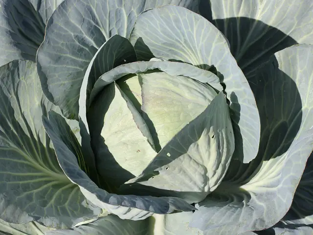 A round cabbage head wrapped in its broad blue-green outer leaves.