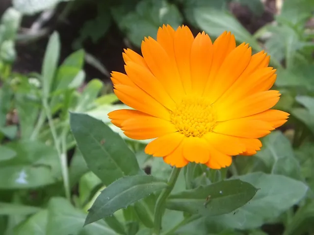 An orange calendula flower above its leaves in a garden bed.