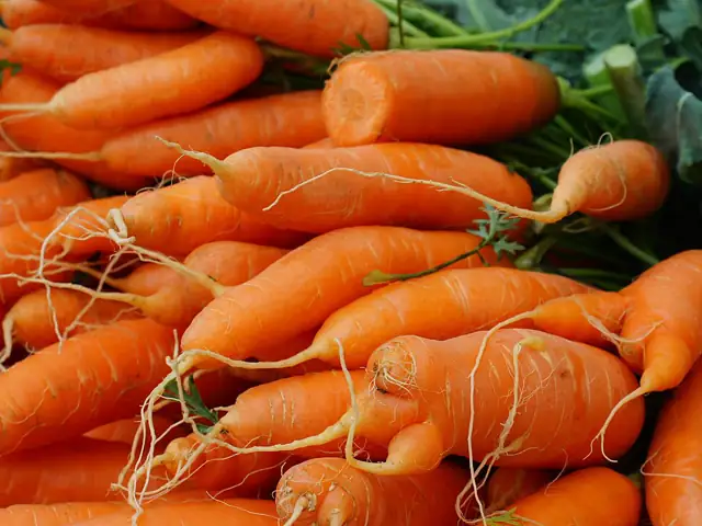 A pile of freshly pulled orange carrots.