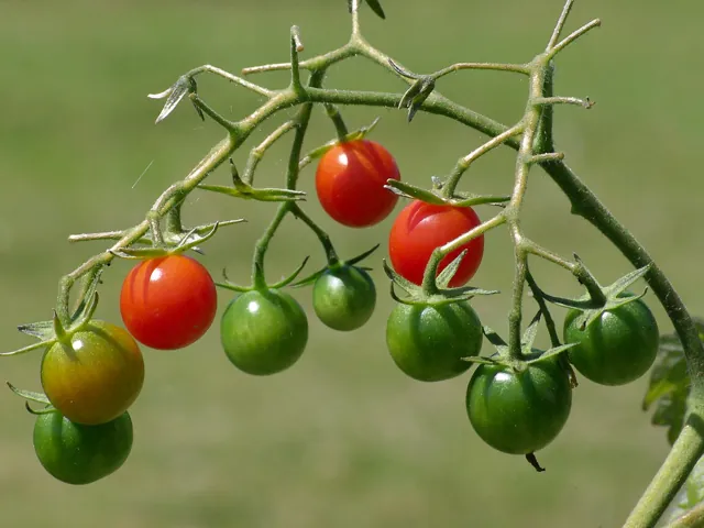 Cherry tomatoes on the vine, some red and some still green.