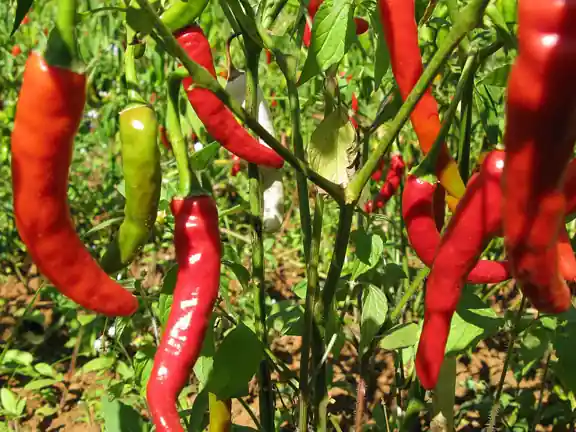 Long red chili peppers hanging on the plant.