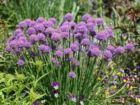 A clump of chives in flower, with round purple blooms.