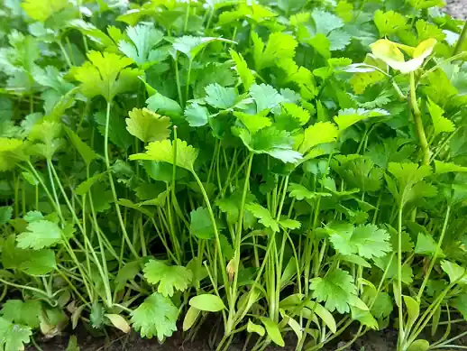 A patch of young cilantro plants with lacy green leaves.