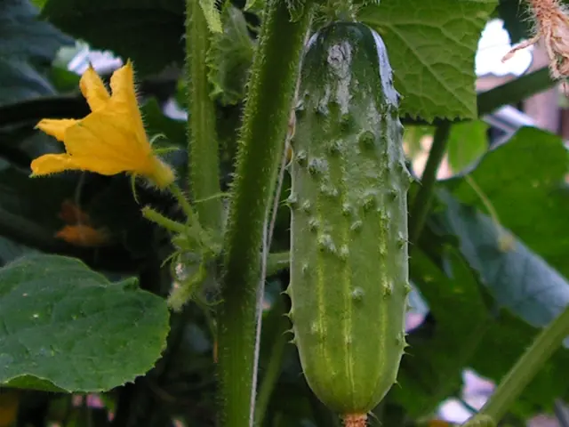 A cucumber hanging on the vine beside a yellow flower.