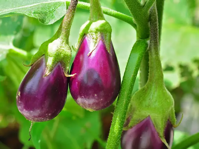 Glossy purple eggplants hanging on the plant.