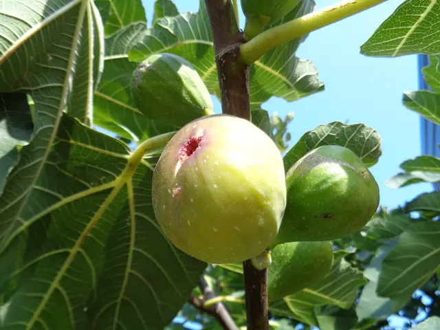 Figs ripening on the tree among large lobed leaves.