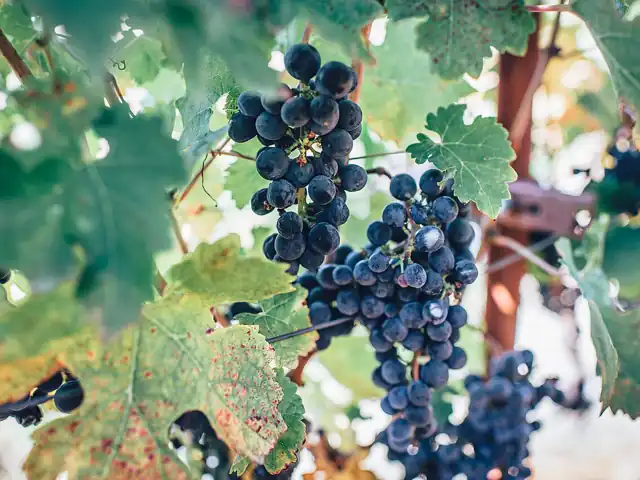 Bunches of dark grapes hanging on the vine.