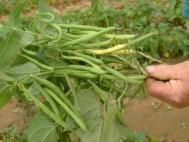 A handful of green bean pods held up over the plants.
