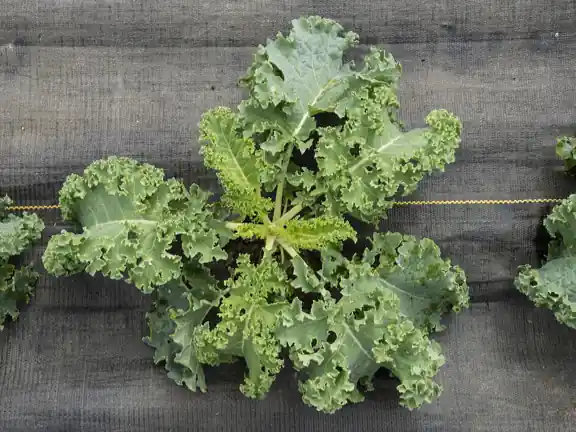A curly kale plant seen from above.