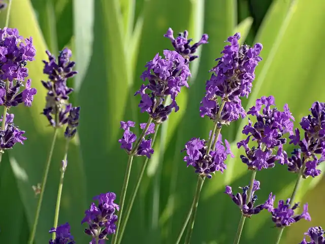 Purple lavender flower spikes.