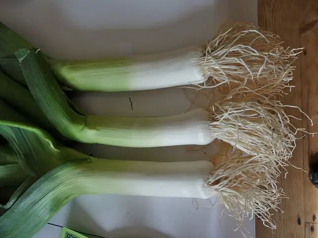 Freshly dug leeks with white shanks and roots.