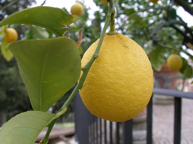 A yellow lemon hanging on the tree.
