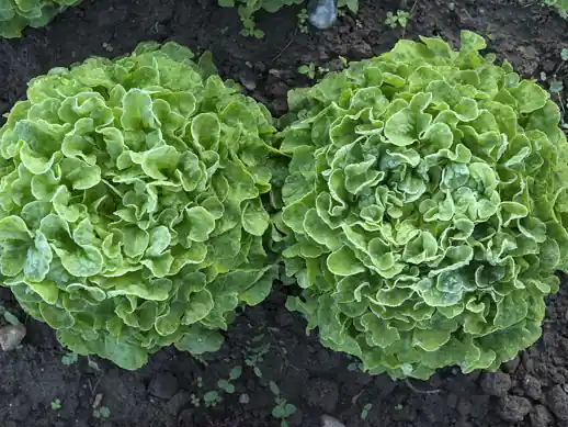Two frilly heads of lettuce growing in dark soil.