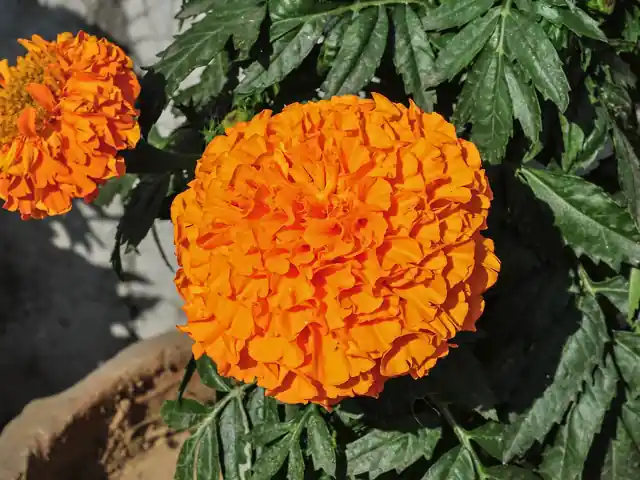 Large orange marigold flowers with feathery leaves.