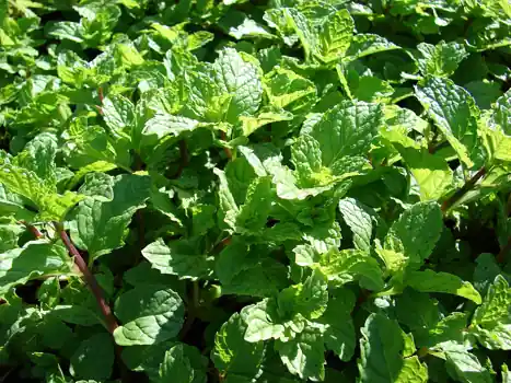 A dense patch of spearmint with serrated green leaves.