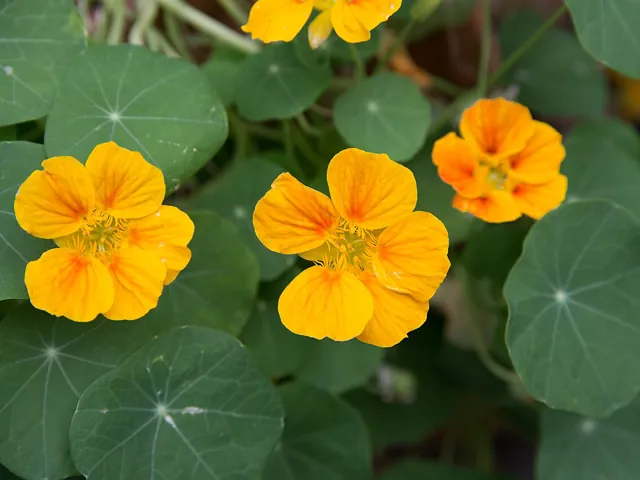Yellow and orange nasturtium flowers among round leaves.