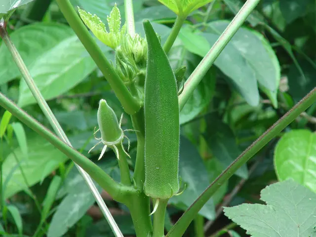 An okra pod growing upright on the plant.