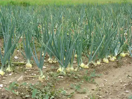 Rows of onions in a field, bulbs swelling at the soil surface.