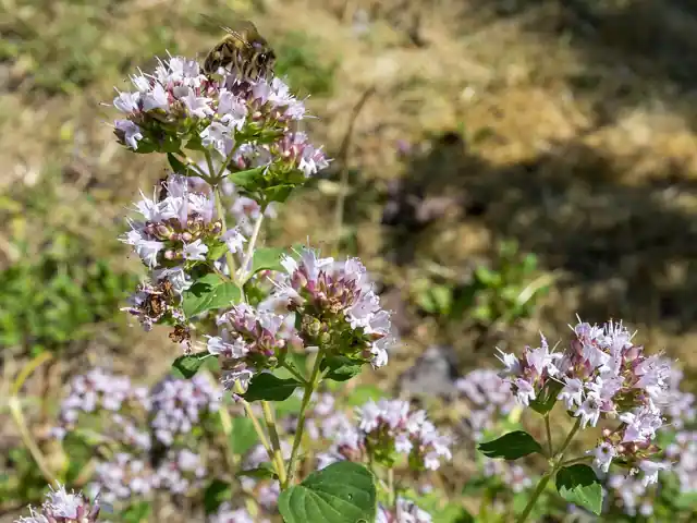 Oregano in flower, with clusters of small pink blooms.