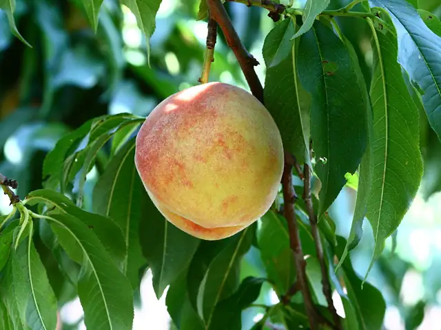 A ripe peach on the branch among long narrow leaves.