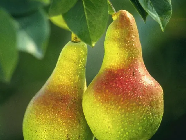 Two pears hanging on the tree.