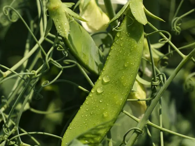 A plump pea pod hanging on the vine.