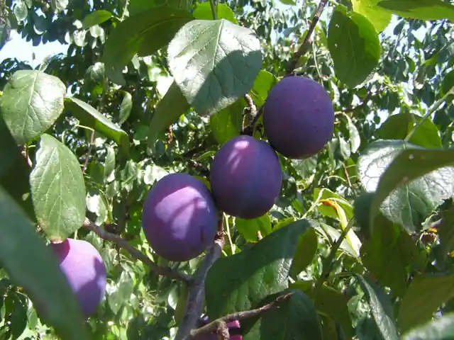 Purple plums ripening on the tree.
