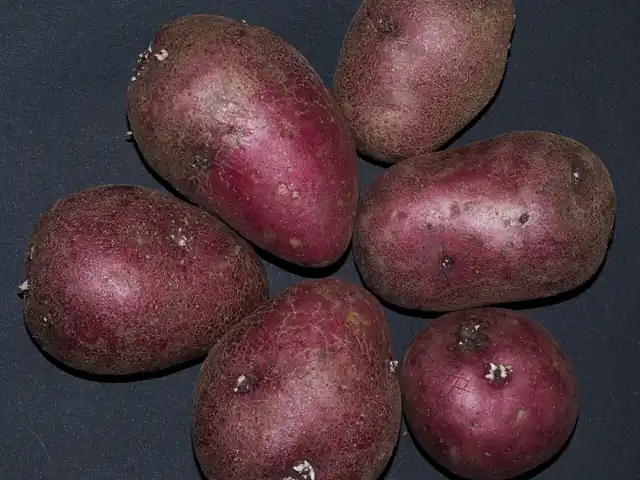 Red-skinned potatoes.