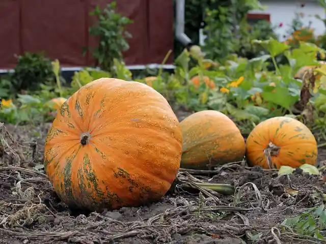 Orange pumpkins ripening on the vine in a garden.