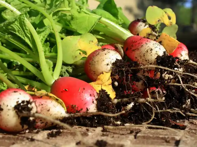 Round red radishes just pulled, with soil and leaves.