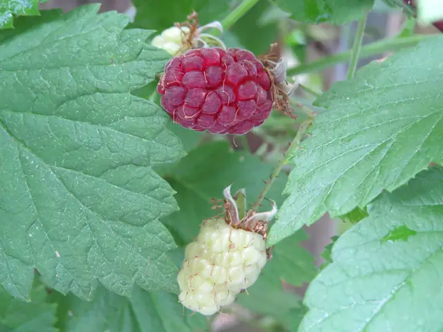 A ripe red raspberry and a pale unripe one on the cane.