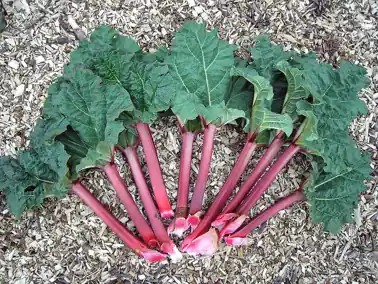Red rhubarb stalks with their large leaves, fanned out.