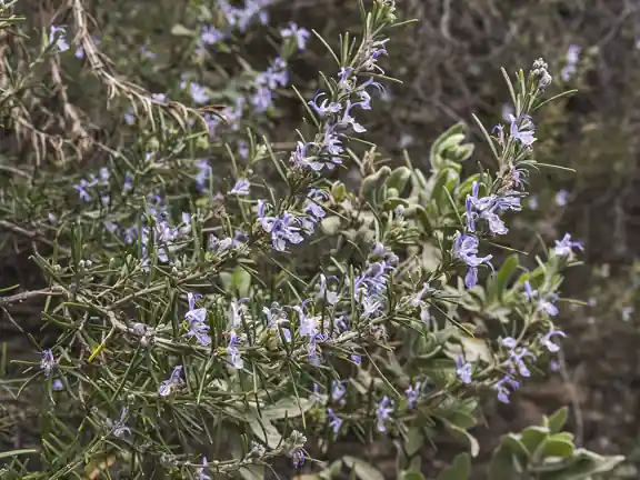 A rosemary bush in flower, with needle-like leaves and small blue blooms.
