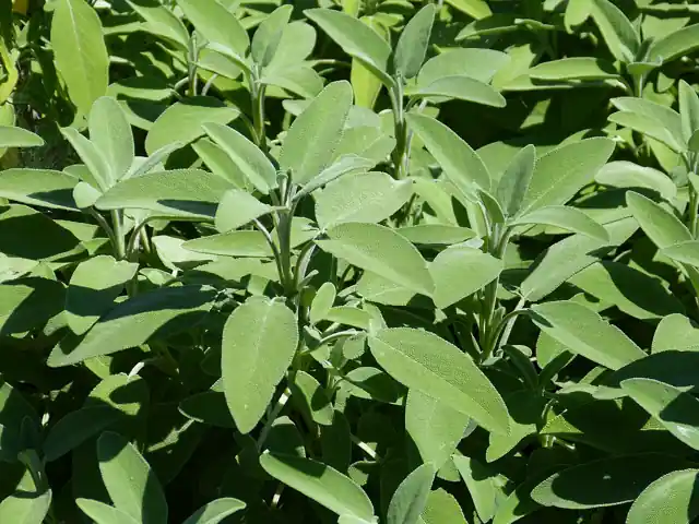 A sage plant with long, soft green leaves.
