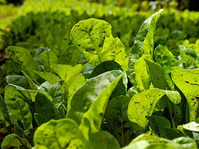 Spinach plants with broad green leaves in a garden bed.