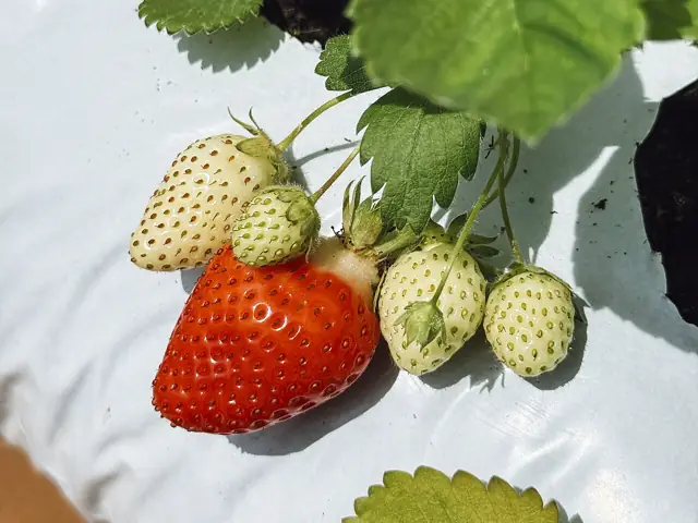 A ripe red strawberry and pale unripe ones on the plant, under its toothed leaves.