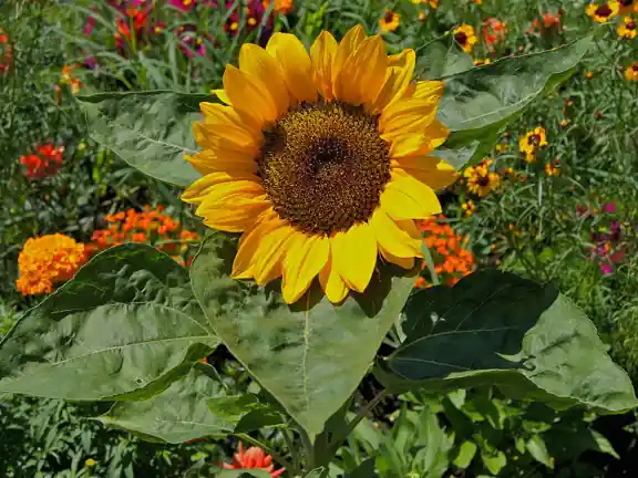A yellow sunflower above its broad leaves in a garden.
