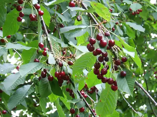 Red cherries hanging in bunches on the tree.