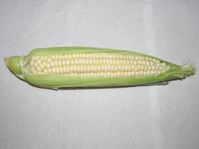 An ear of sweet corn with its husk pulled back.