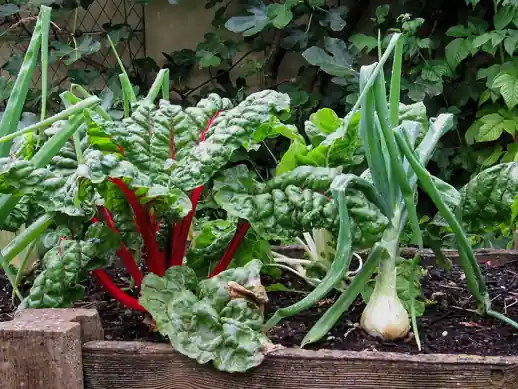 Swiss chard with red stems beside onions in a raised bed.